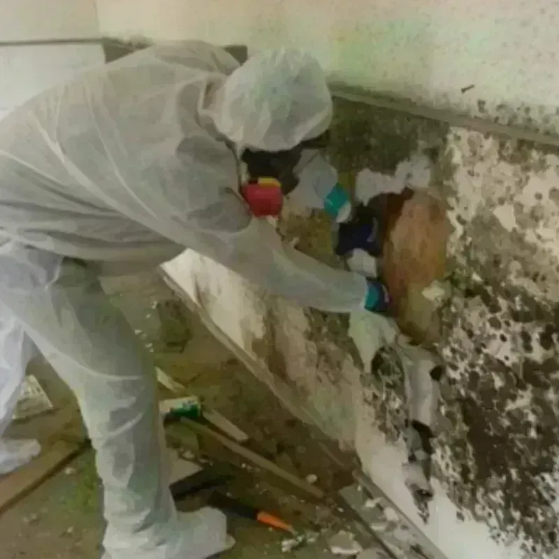 Mold Remediation and Removal in Chillicothe, IL